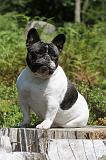 BOULEDOGUE FRANCAIS 074